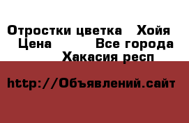 Отростки цветка  “Хойя“ › Цена ­ 300 - Все города  »    . Хакасия респ.